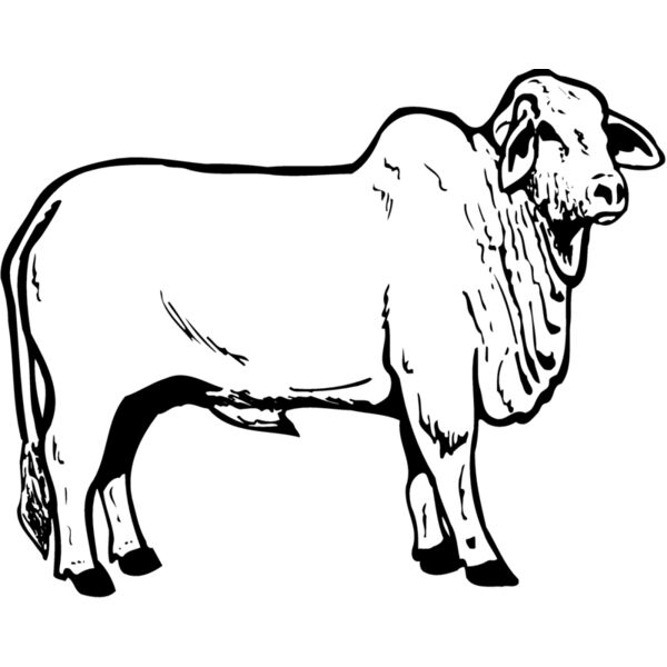 COW019 Thumbnail