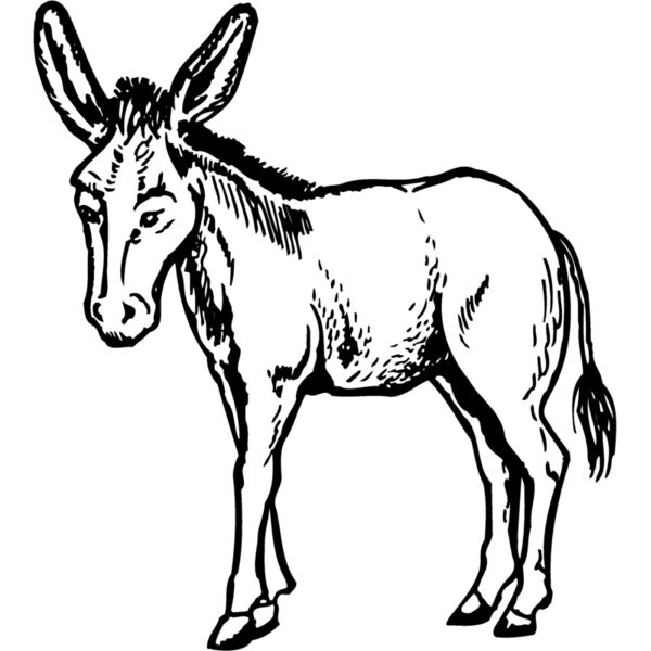 BURRO001 Thumbnail