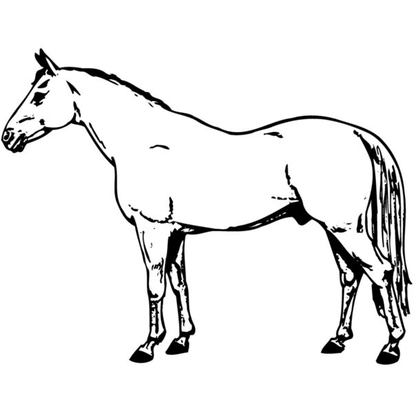 HORSE017 Thumbnail