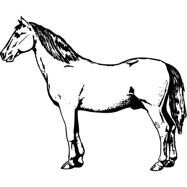 HORSE030 Thumbnail