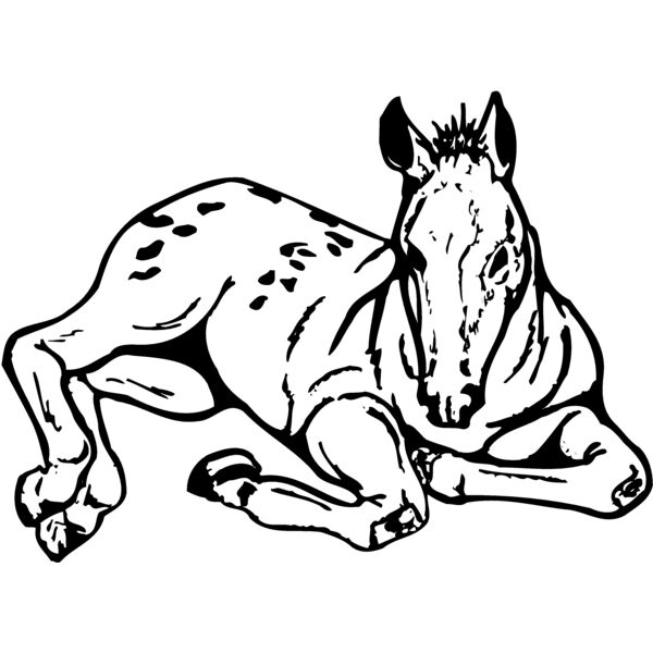 HORSE042 Thumbnail