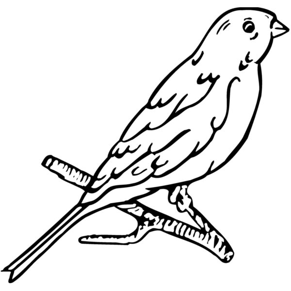 BIRD015 Thumbnail