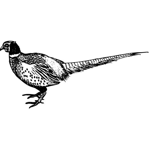 BIRD058 Thumbnail