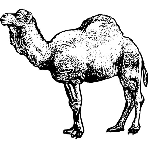 CAMEL001 Thumbnail
