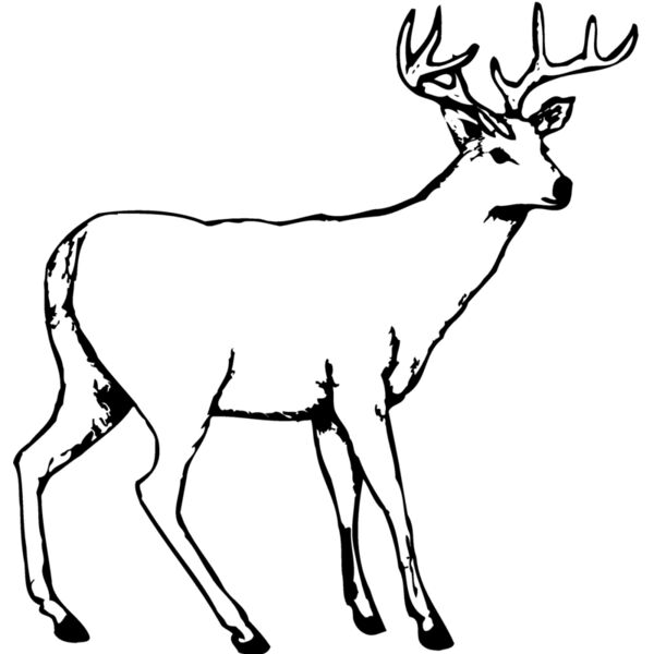DEER002 Thumbnail