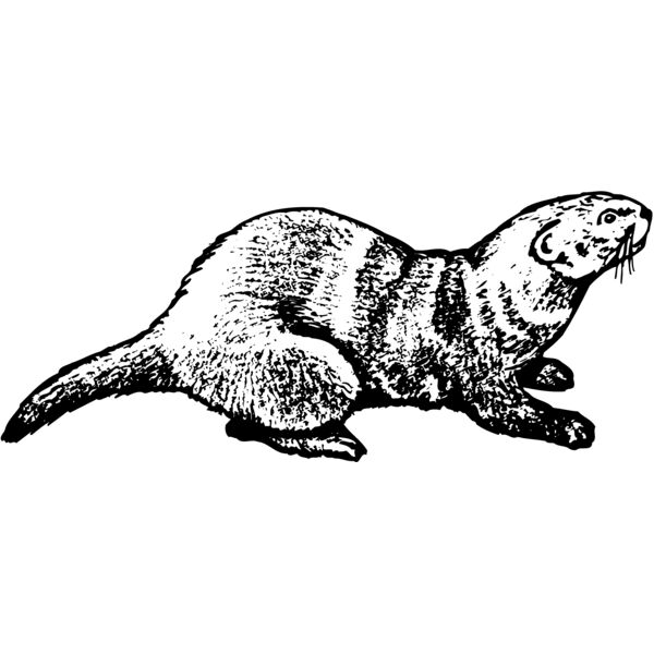 OTTER001 Thumbnail